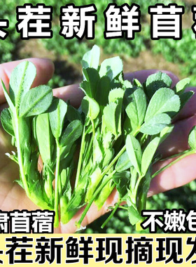 新鲜苜蓿菜应当季农家食用凉拌蔬菜现摘现发草头野生头茬嫩芽整箱