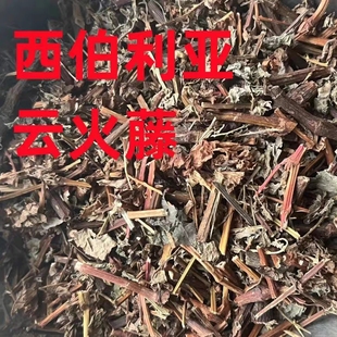 云火藤中药材新鲜中草药西伯利亚火云藤茎叶泡酒正品野生干货泡脚
