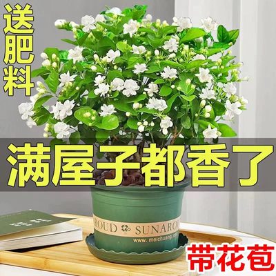 重瓣茉莉满屋飘香驱蚊花卉好活