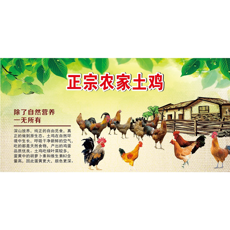 正宗农家土鸡贴纸贴画农家乐饭店餐馆农家散养土鸡鸭鹅自粘海报