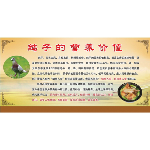 鸽子的营养价值海报鸽子汤烤乳鸽饭店饭馆炖汤土鸽子农家海报贴纸