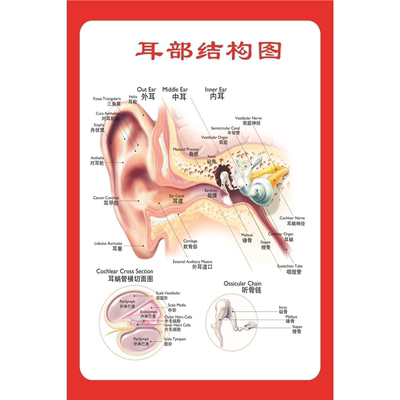 双耳解剖图耳朵的构造图耳部结构图听力损失分级中英文医学挂图