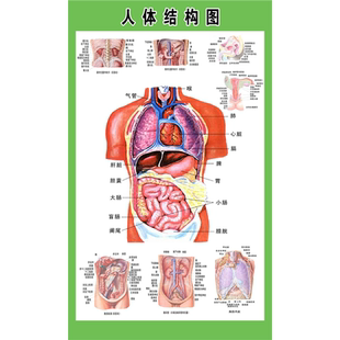 人体内脏结构图全身人体器官消化系统示意图内脏解剖医学宣传挂图