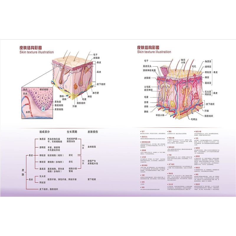 皮肤结构彩图海报展板人体皮肤结构图皮肤病理解剖图墙贴墙纸KT板,个性定制/设计服务/DIY,写真/海报印制,淘宝优惠券,粉丝福利购,淘宝优惠卷