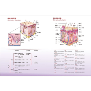 皮肤结构彩图海报展板人体皮肤结构图皮肤病理解剖图墙贴墙纸KT板