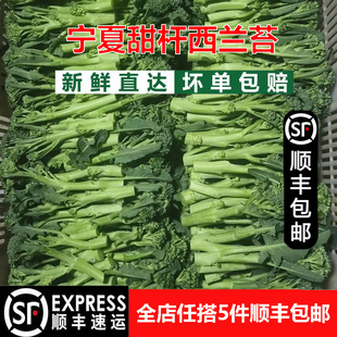 宁夏甜杆西兰苔手指兰花苔青花苔西餐食材新鲜蔬菜非山姆酒店食材