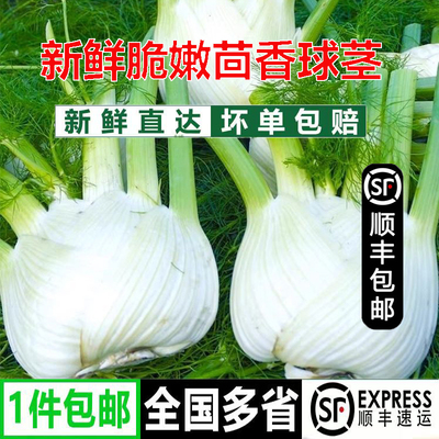 宁夏新鲜茴香球茎脆嫩小茴香球茎蔬菜酒店特色食材