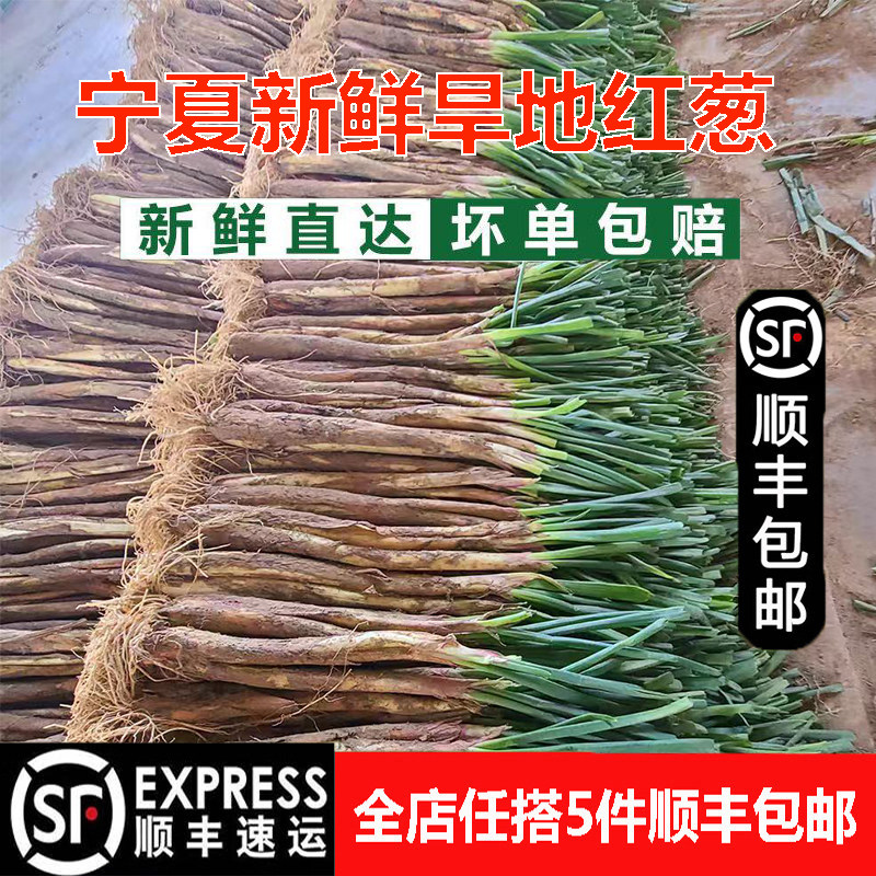 宁夏旱地红葱老葱红皮新鲜农家炖肉炒菜腌菜自产自销宁夏红葱同心