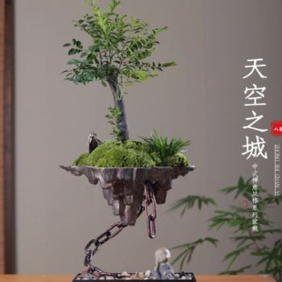 新品 天空之j城小叶紫檀黑骨茶v苔藓禅意绿植盆景栽办公室内书