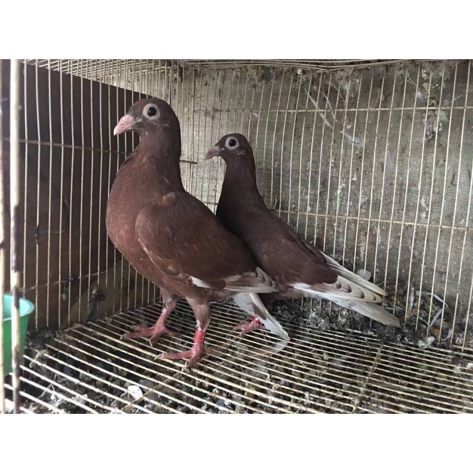【国血红色西翁】异色信鸽好看鸽子赛鸽活物活体种鸽公母一对幼鸽