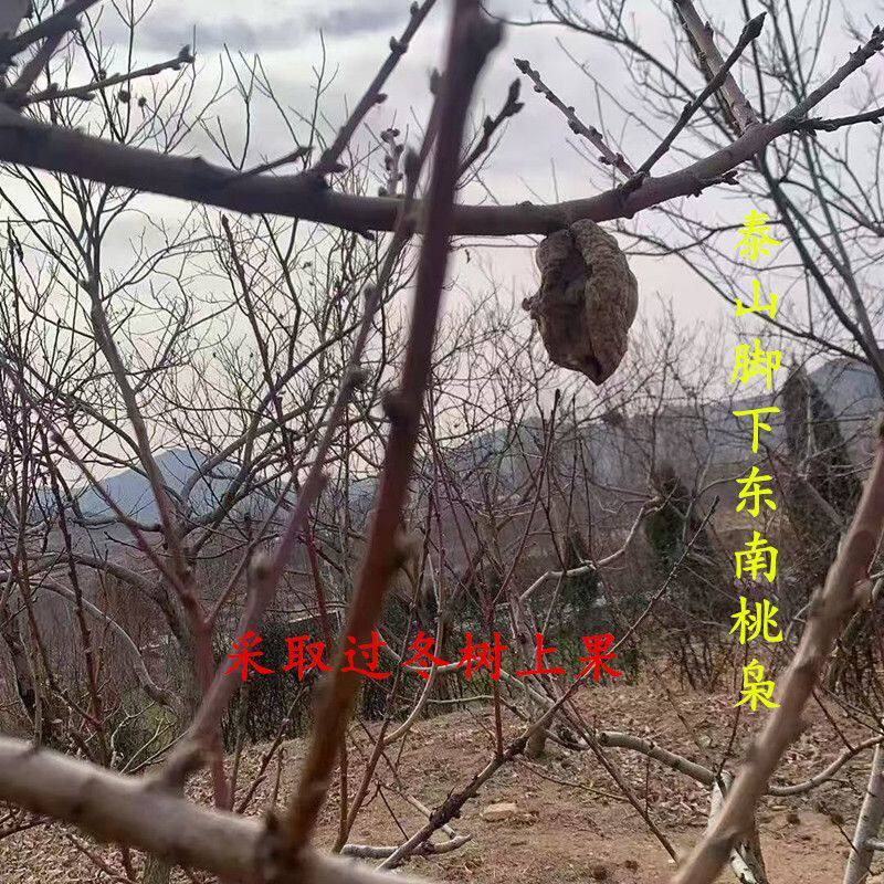 正月桃枭原皮野生桃核东南枝摘果