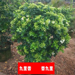 九里香四季 开花吸甲醛七里香阳台庭院花卉驱蚊驱虫植物