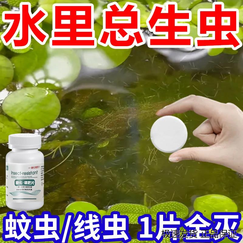 水培驱虫片富贵竹碗莲植