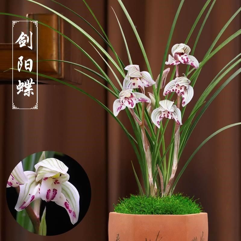 莲瓣兰蝶花剑阳蝶幽香型兰t花带花苞兰花苗阳台客厅茶几花卉绿植*,鲜花速递/花卉仿真/绿植园艺,国兰/杂交兰/洋兰类,淘宝优惠券,粉丝福利购,淘宝优惠卷