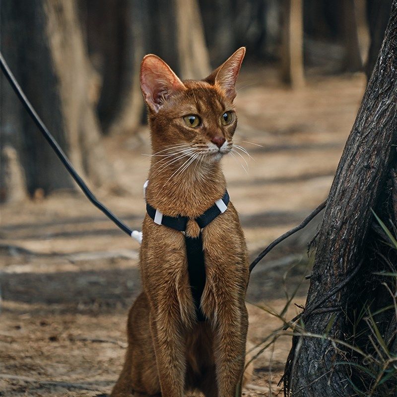 新品猫咪牵引绳子防挣脱外出专用溜幼J小猫宠物工字胸背可调节,宠物/宠物食品及用品,猫牵引绳,淘宝优惠券,粉丝福利购,淘宝优惠卷