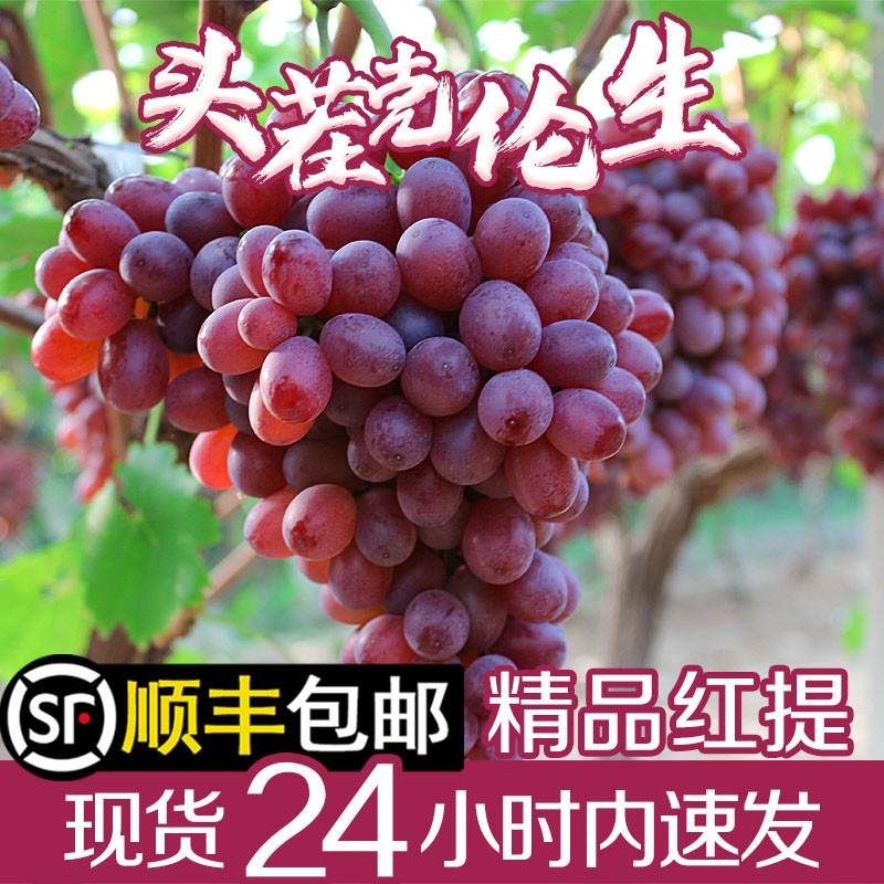 运城当季新鲜水果克伦生葡萄无籽红提子大无核马奶甜脆5顺丰整箱