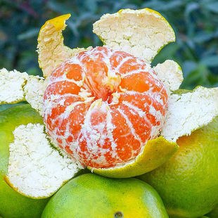 新鲜现摘青皮桔子薄皮酸甜无籽蜜桔孕妇当季水果整箱石门秀萍柑橘