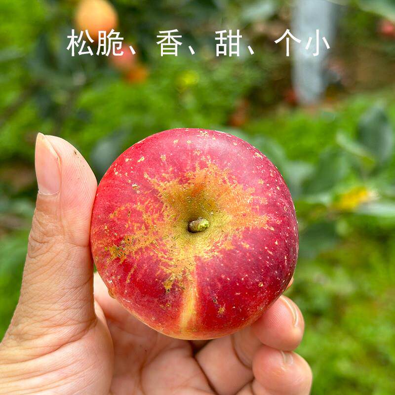 云南蒙自西北勒半野生冰糖心丑苹果新鲜水果包邮非陕西洛川苹果