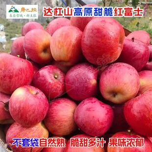 现摘康定达杠丑苹果高原生态脆甜红富士新鲜孕妇水果新年礼非盐源
