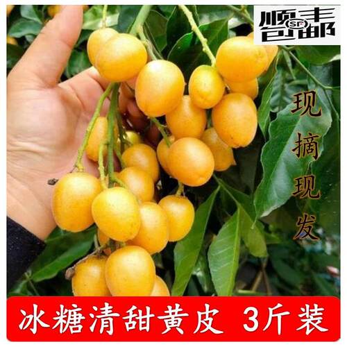 广东郁南特产正宗冰糖黄