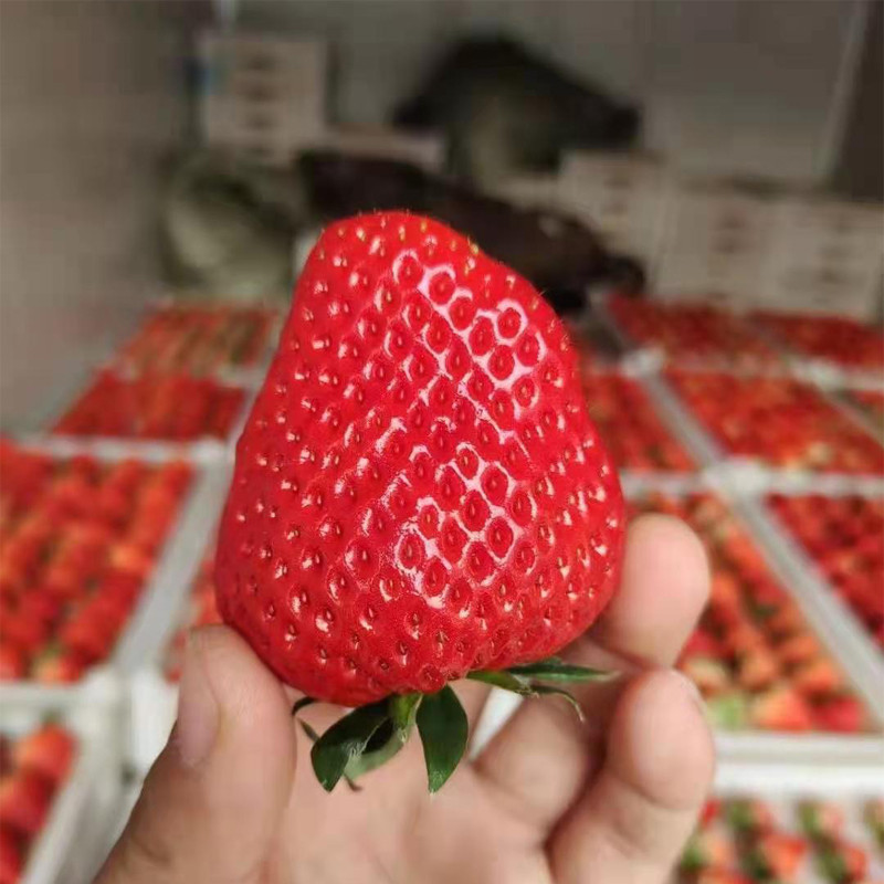 香野红颜草莓新鲜水果孕妇现摘山东当季乡奶油鲜草莓丹东99顺丰4