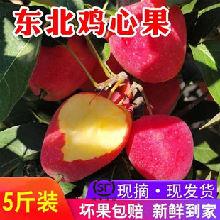 顺丰 鸡心果新鲜东北特产大秋果沙果海棠龙丰果吉林四平小苹果5斤