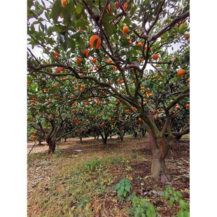 自家涌泉蜜桔新鲜现摘天然柑橘高山老树小桔子台州无核蜜橘10斤装