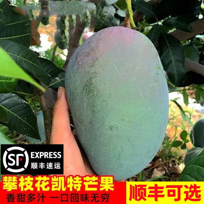 【花皮】四川攀枝花凯特芒果青皮大芒果超大应季水果新鲜净重9斤