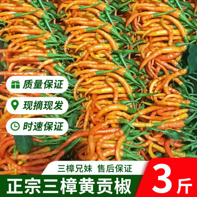 衡东三樟黄贡椒原产地直