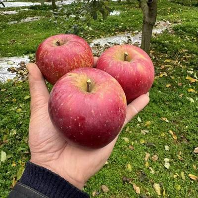 云南昭通苹果丑苹果冰糖心高原自然野生脆甜多汁当季新鲜现摘