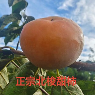甜脆柿子5斤大果茂名信宜大成北梭富有甜柿特产新鲜水果现摘发货