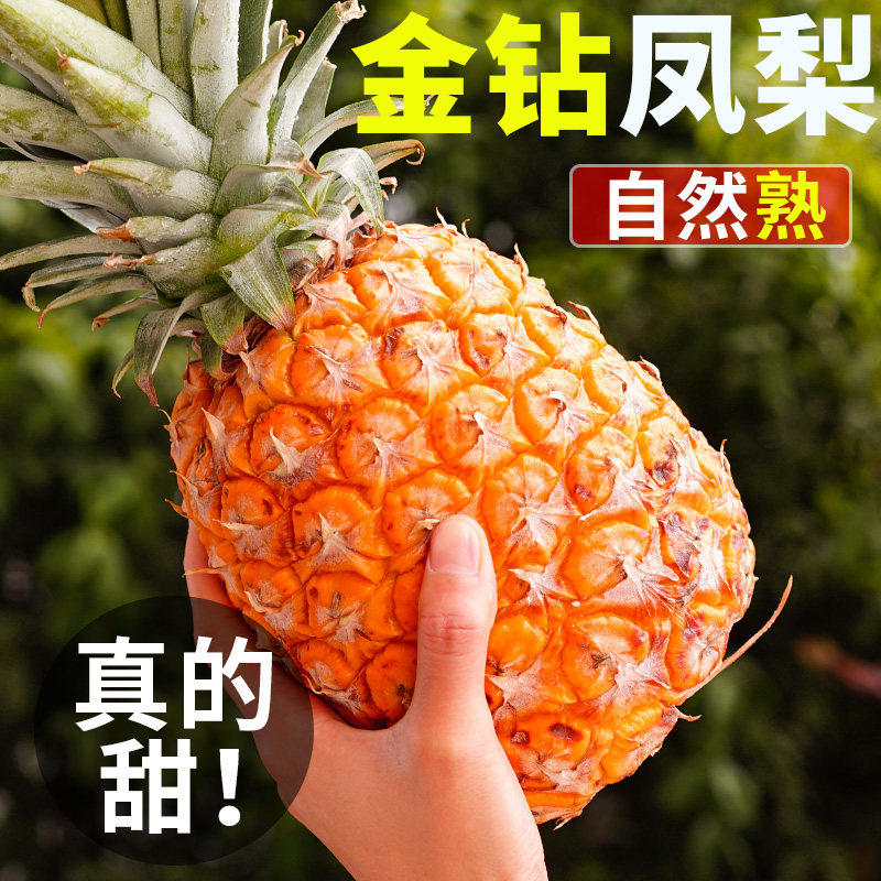 海南金钻凤梨新鲜水果8斤当季香水菠萝大手撕凤梨无眼树上熟整箱5