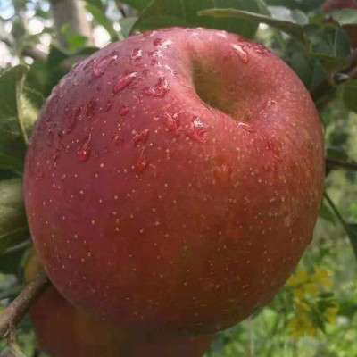 正宗四川大凉山冰糖心丑苹果盐源野生苹果新鲜水果当季整箱10斤