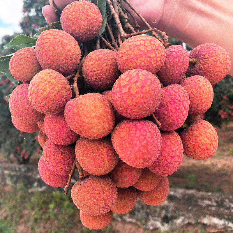新鲜荔枝白糖罂现摘茂名高州根子特产皮薄肉厚2026礼盒应当季水果