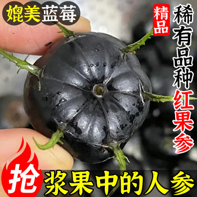 媲美蓝莓 12盒云南红果参新鲜水果当季现摘蜘蛛果算盘果稀有品种