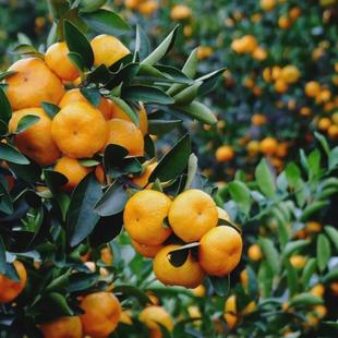 石门正宗蜜桔水果橘子新鲜10斤当季蜜橘应季整箱时令桔子丑甜