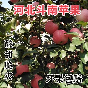 河北保定顺平2024年苹果斗南东南酸酸甜甜脆汁足当季新鲜水果整箱