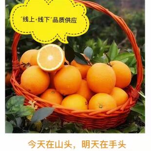 西橙小铺信丰安西赣南脐橙特产新鲜水果精品果礼品果20斤