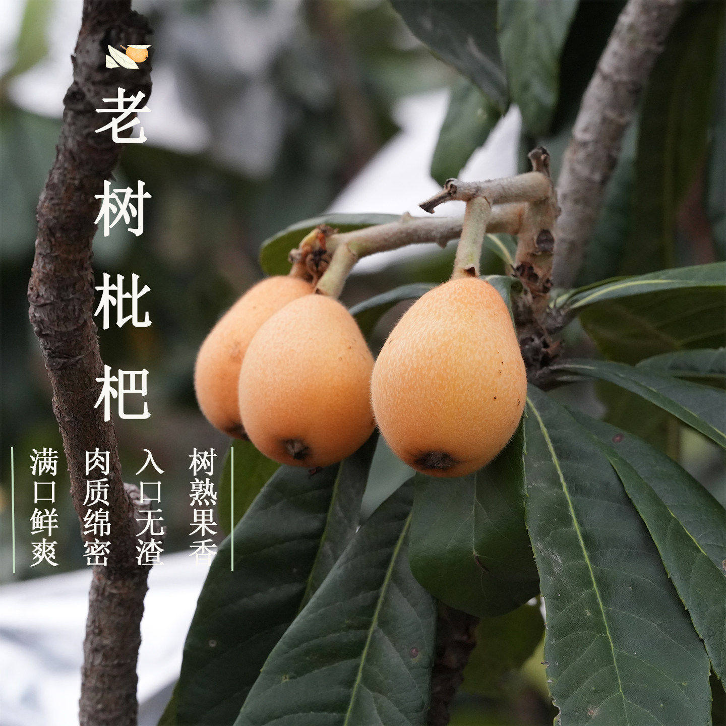 老树早钟枇杷 小莜自家果园树上熟果子汁多冰糖甜新鲜水果顺丰