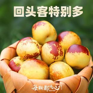 顺丰正宗山东沾化冬枣新鲜大枣水果枣子5斤当季冰糖特大甜脆红枣