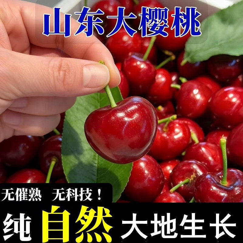 大樱桃山东露天烟台红灯新鲜樱桃车厘子特大黄樱桃当季水果包邮5
