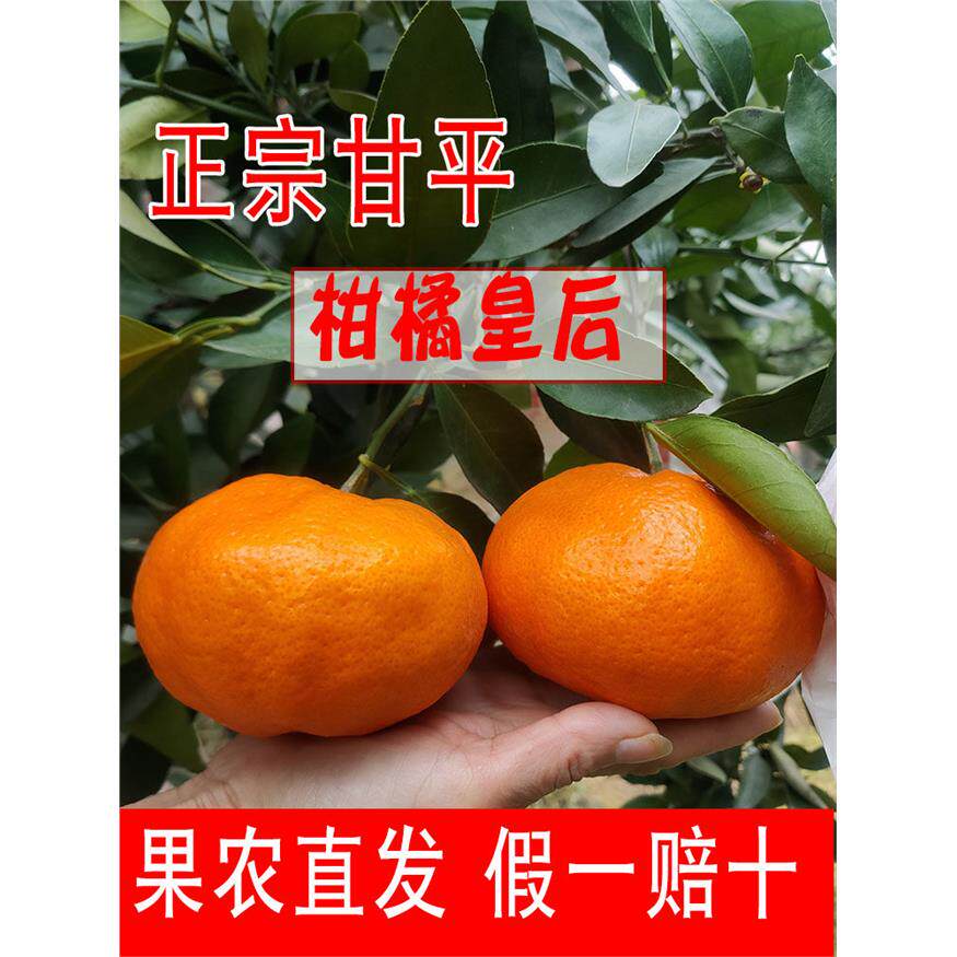 甘平柑橘皇后正宗四川眉山水果新鲜现摘果园直发大果非耙耙柑丑柑