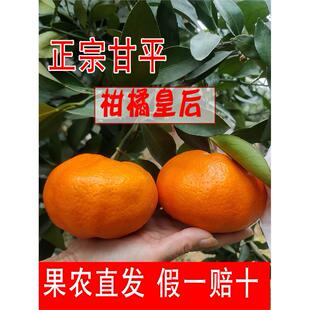甘平柑橘皇后正宗四川眉山水果新鲜现摘果园直发大果非耙耙柑丑柑