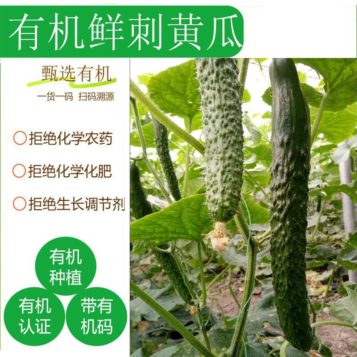 山东新鲜有机黄瓜生吃蔬菜素食水果自然熟有机标准种植脆爽多汁
