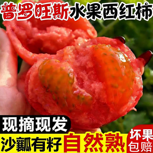山东正宗普罗旺斯水果番