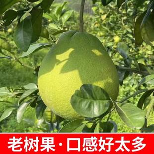 泰国翡翠青柚红心金柚子红肉蜜柚新鲜孕妇水果礼盒装包邮