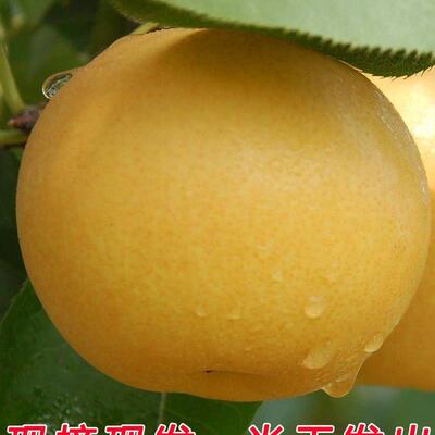 百里洲砂梨当季新鲜水果翠冠梨翠玉梨子秋月梨正宗10斤脆冠梨礼盒