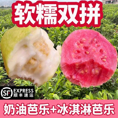 福建软糯红白心土芭乐孕