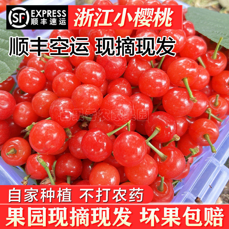 顺丰包邮浙江余姚梁弄发货小樱桃孕妇水果新鲜本地小樱桃应季现发