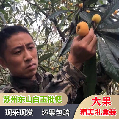 2026苏州东山白玉枇杷槎